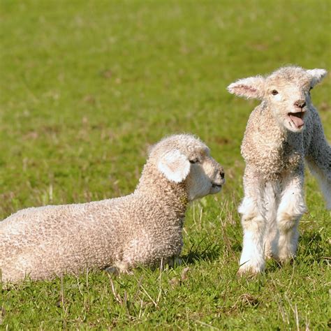 Symbolism of Lambs: Exploring Rich Meanings Behind This Animal