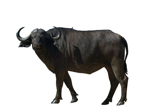 Buffalo | PNG All