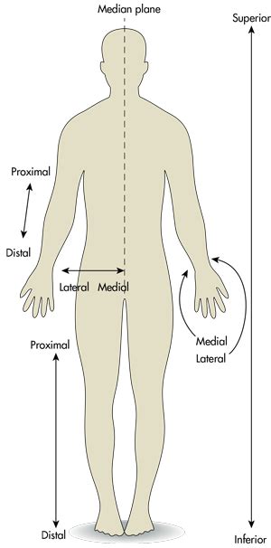 The Difference between Medial and Lateral, Proximal and Distal, and ...