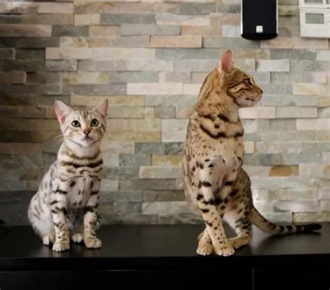 Bengal Cat Personality (What Are They Like?) – monsieurtn