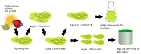 Algae biofuel - Energy Education