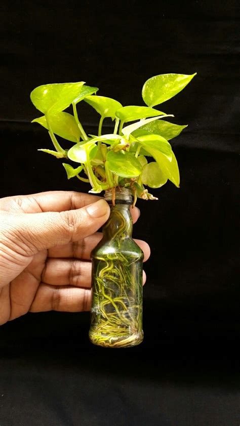 Indoor Water Garden - Growing Plants In Water Year Round | Plants in ...