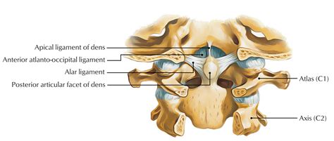 Dens (Odontoid Process) – Earth's Lab