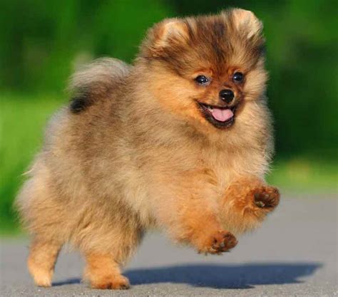 Smallest dog breeds - world's smallest dogs - really tiny dogs - tea ...