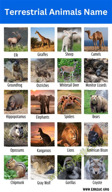 25 Terrestrial Animals Names And Pictures (Land Animals), 59% OFF