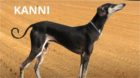 Kanni Dog Photo - PetsWall