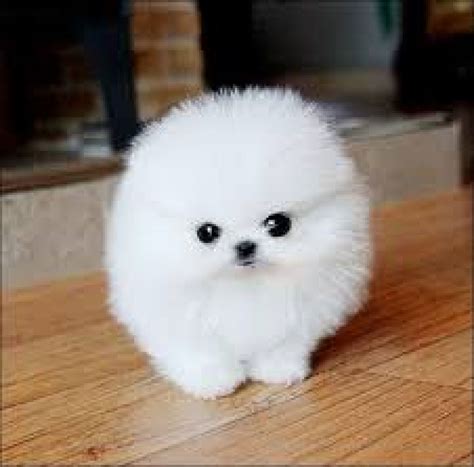 Cute Baby Teacup Pomeranians | Pomeranian Puppies Dogs For Sale In ...