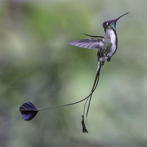 A beautiful endangered hummingbird (Marvellous Spatuletail - Loddigesia ...