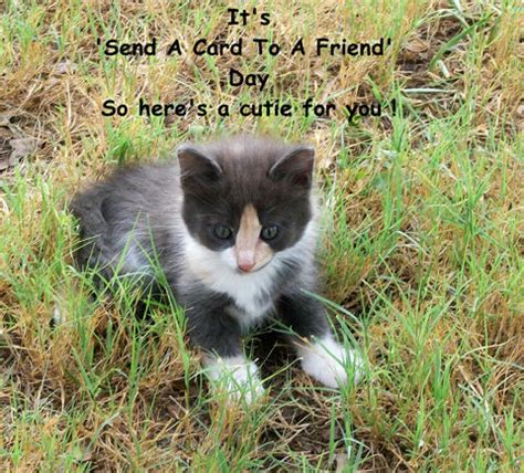 Send A Card Day Kitty. Free Send a Card to a Friend Day eCards | 123 ...