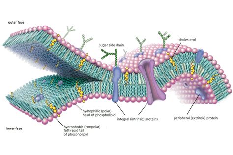 Plant Cell Membrane Diagram