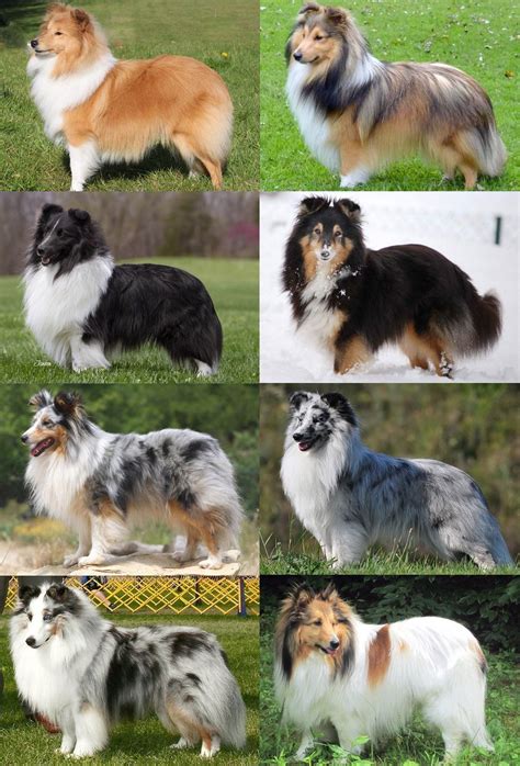 Is the sheltie right for you – Artofit