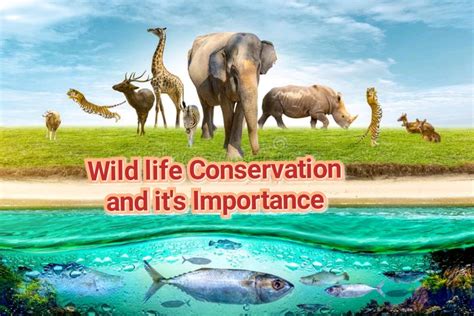 Philosophy And Significance Of Wildlife Conservation | by ...