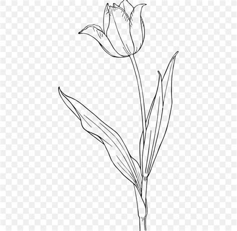 Tulip Drawing Clip Art, PNG, 417x800px, Tulip, Art, Artwork, Black And ...