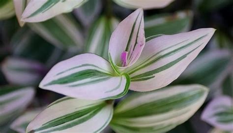 Multiply Your Tradescantia Nanouk Plant: 3 Simple Methods