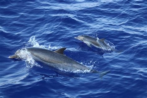 Pantropical Spotted Dolphin | NOAA Fisheries