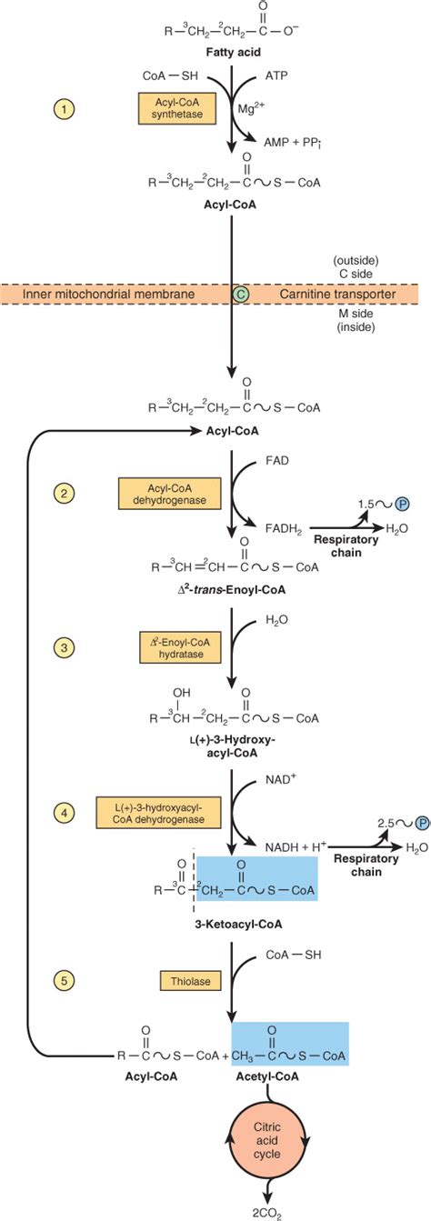 Oxidation of Fatty Acids: Ketogenesis | Basicmedical Key