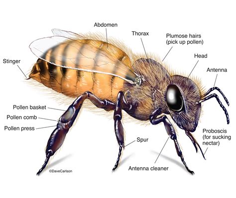 Honeybee - Genus Apis | Carlson Stock Art