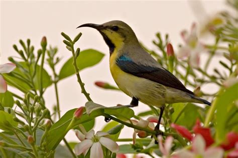 Purple Sunbird - BirdForum Opus | BirdForum