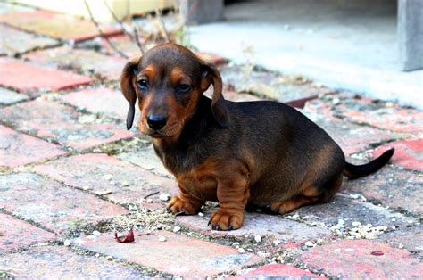 File:Smooth Miniature Dachshund puppy.jpg