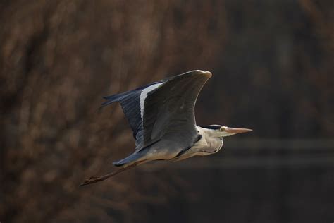 Photo of a Grey Heron Flying · Free Stock Photo