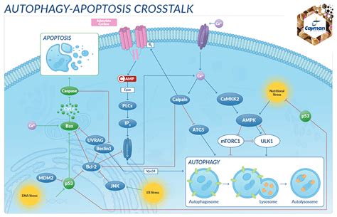 Recycling the Cell: Autophagy and the Ubiquitin-Proteasome Processes ...