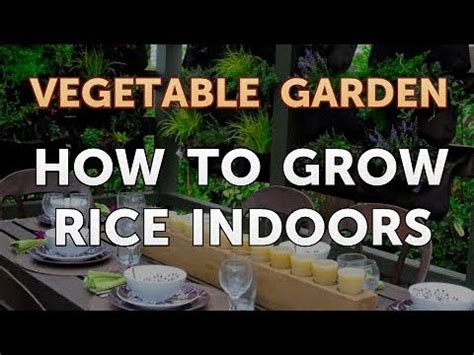 How to Grow Rice Indoors - YouTube