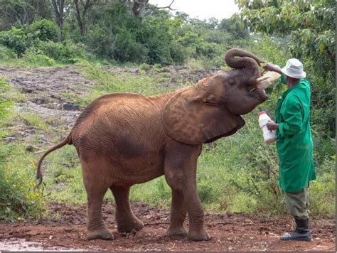 David Sheldrick Elephant Orphanage in Nairobi