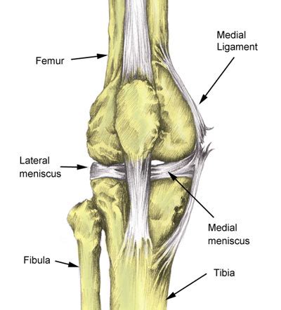 Lateral Meniscus Tear - Symptoms, Causes, Treatment & Rehabilitation ...