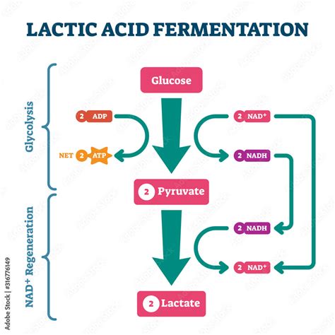 Lactic acid fermentation process scheme, labeled vector illustration ...