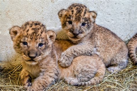 Indianapolis Zoo releases first pictures of adorable lion cubs | Fox 59