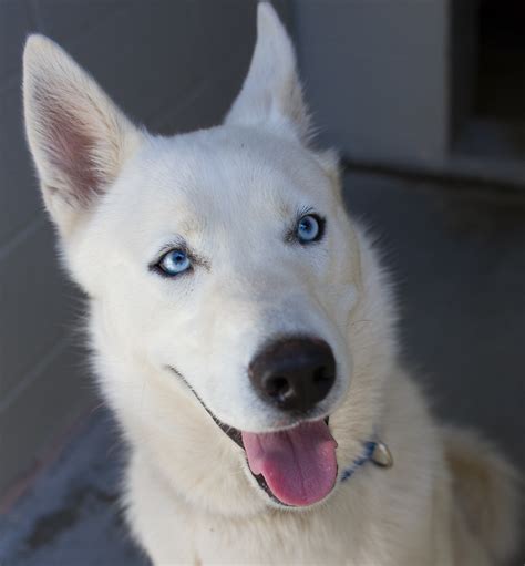 Pure White Husky With Blue Eyes