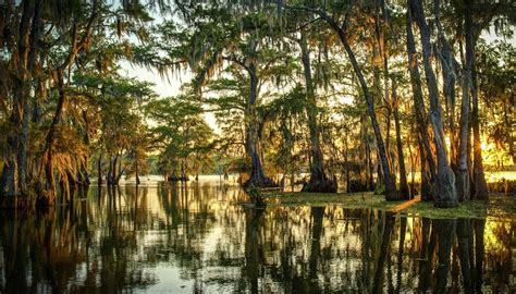 Climate of Wetland Swamp Ecosystems | Sciencing