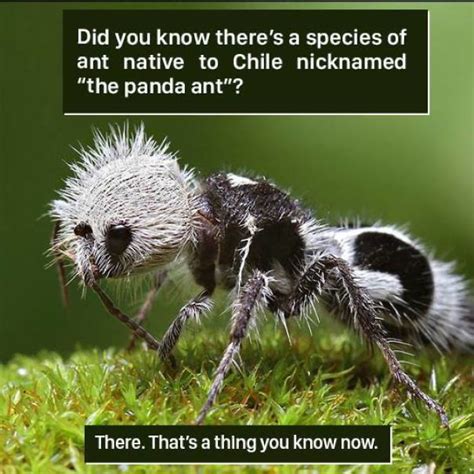 50+ Weird Animal Facts That Will Change How You See The World | Bored Panda