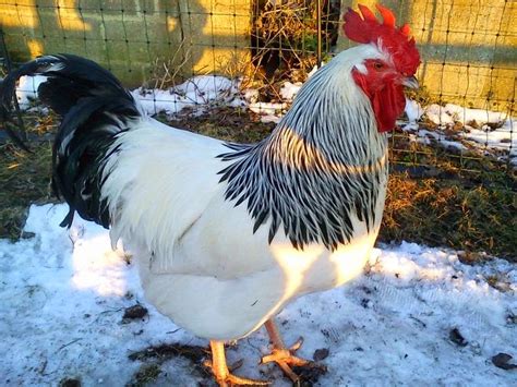 Sussex Chickens Breeding Information | From Home Wealth