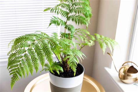 Australian Tree Fern: Plant Care & Growing Guide