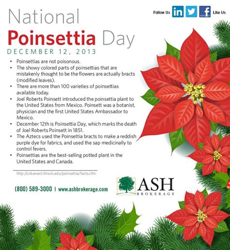 It's Dec 12 and it's National Poinsettia Day! A few fun facts to share ...