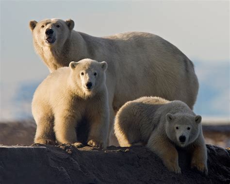 Ken Conger Photography: Arctic National Wildlife Refuge - Polar Bears