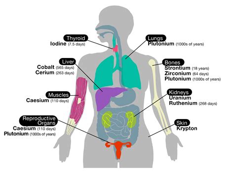 Human Organs Diagram From Back