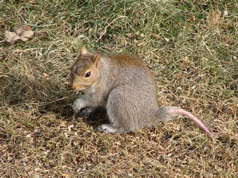 Rat Tail Squirrel 2 | It seems he has lost his tail feathers… | Flickr