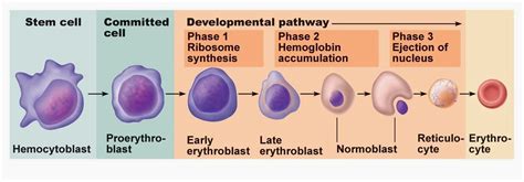 Erythropoiesis ~ ජීවක අරණ