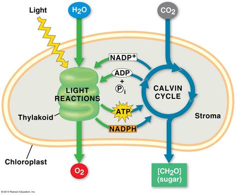 An overview of photosynthesis: cooperation of the light reactions and ...