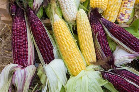 The Best 11 Varieties of Sweet Corn to Grow at Home