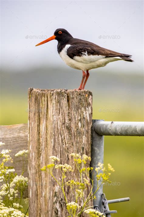 Pied Oystercatcher in breeding habitat Stock Photo by CreativeNature_nl