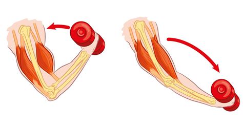 Anatomy Muscle Contraction - Anatomical Charts & Posters