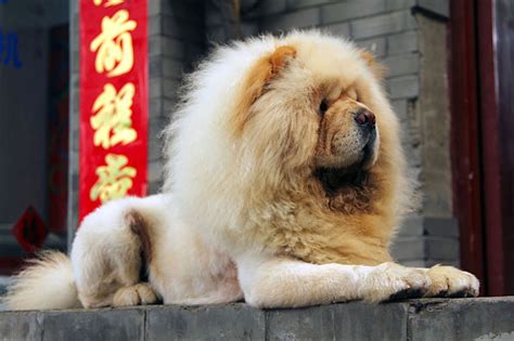 Lion Haircut For Dog - what hairstyle should i get