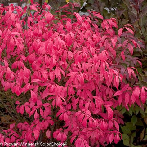 Unforgettable Fire® - Burning Bush - Euonymus alatus | Proven Winners