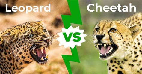 Leopard vs Cheetah - The Five Key Differences - A-Z Animals