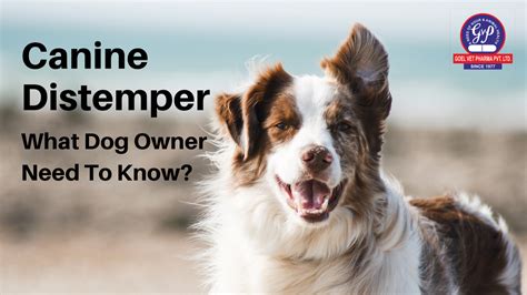 Canine Distemper in Dogs : Causes, Symptoms & Treatment