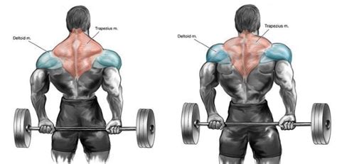 Front Barbell Shrugs vs. Behind-the-Back Shrugs | Fitness Workouts ...