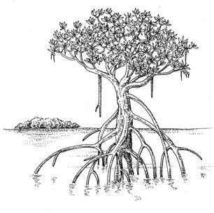 Mangrove | Tree drawing, Plant illustration, Environmental art